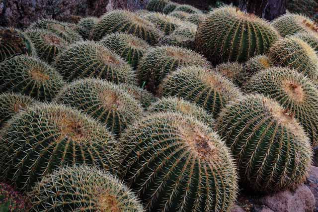 golden barrel cactus